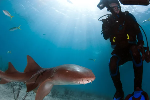 Nurse shark med dykare — Stockfoto