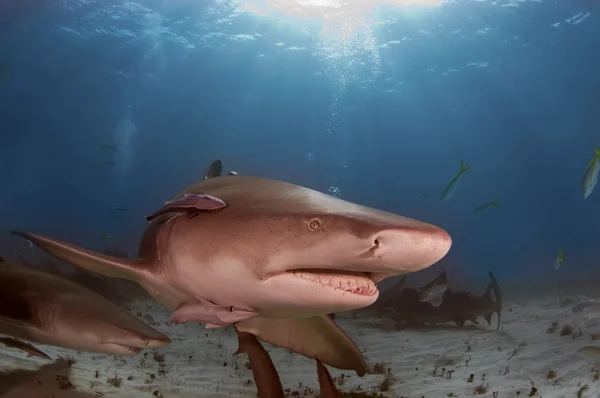 Limon köpek balığı — Stok fotoğraf