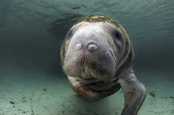 Δυτική Ινδία manatee — Φωτογραφία Αρχείου