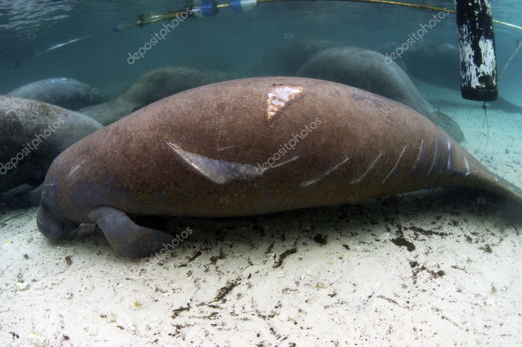 West India Manatee injured by a careless boater