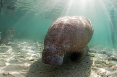 Manatee clipart