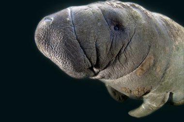 Manatee clipart