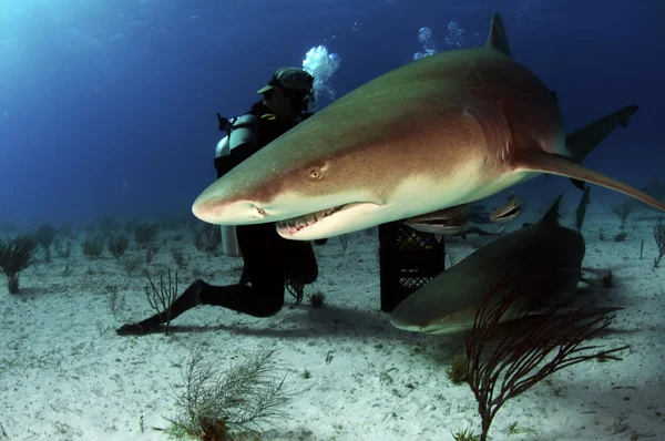 Tiburones limón — Foto de Stock