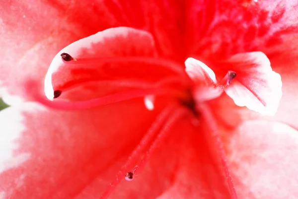 Roze azalea bloem — Stockfoto