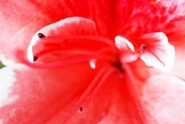 Flor de azálea rosa — Fotografia de Stock