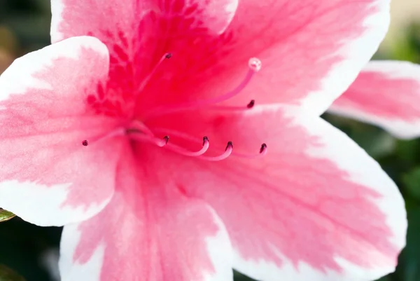 분홍색 진달래 꽃 — 스톡 사진