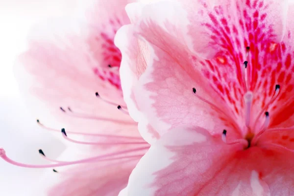 ピンクのツツジの花 — ストック写真