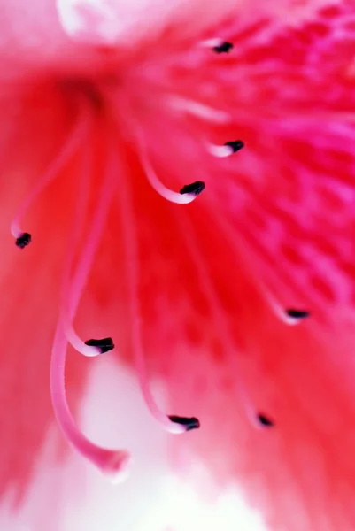 Ρόδινη αζαλέα λουλούδι — Φωτογραφία Αρχείου