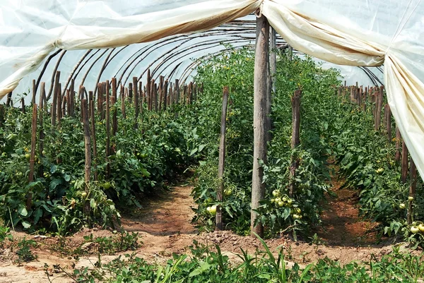 Вирощування томатів — стокове фото