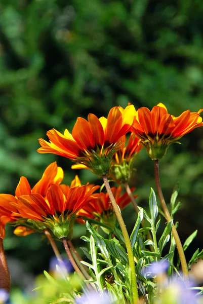 Orange flowers over green — Stock Photo, Image