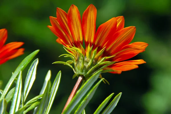 Flor de laranja sobre verde — Fotografia de Stock