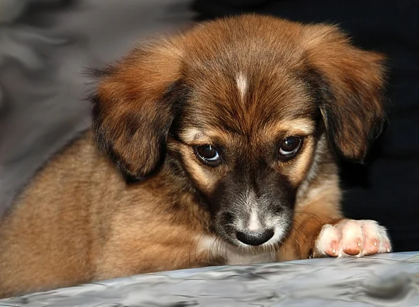 Sorry, sad dog — Stock Photo, Image