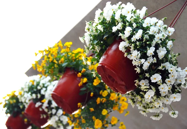 Vasi da fiori appesi con viola — Foto Stock