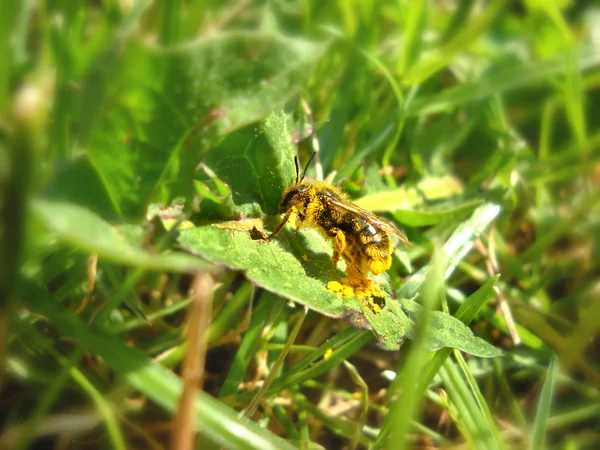 Biene auf grünem Blatt voller Pollen — Stockfoto