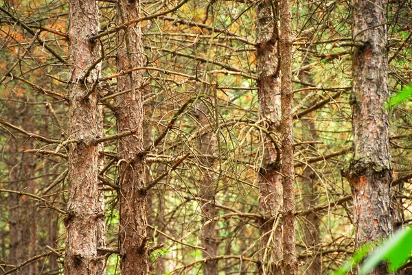 소나무 나무 트렁크 배경 — 스톡 사진