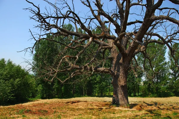 Lonely dry tree — Stock Photo, Image