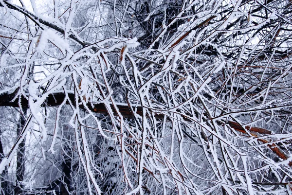 冬天的树木背景 — 图库照片
