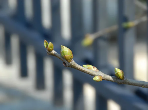 Весна фону — стокове фото