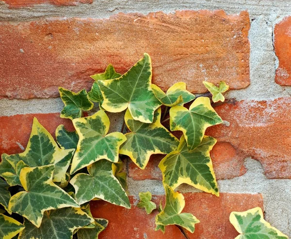 Lierre sur mur de briques — Photo