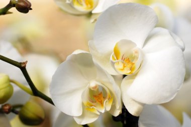 White orchid clipart