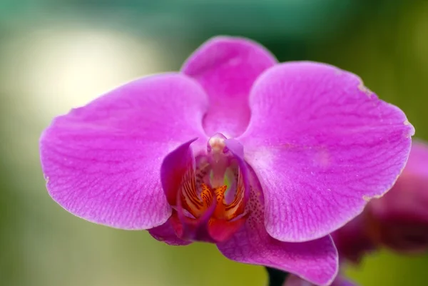 Orquídea rosa — Fotografia de Stock