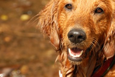 Golden Retriever köpek portresi