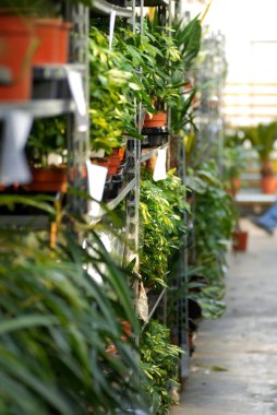 Plants in garden center clipart
