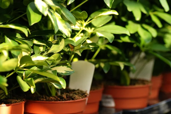 Shefflera planten in tuincentrum — Stockfoto