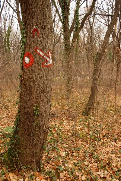 Firma sull'albero nella foresta — Foto Stock
