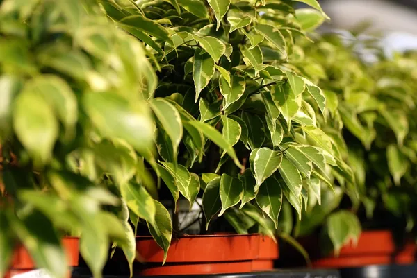 stock image Ficus Benjamina plants in garden center