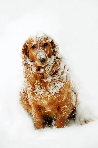Cane sulla neve — Foto Stock