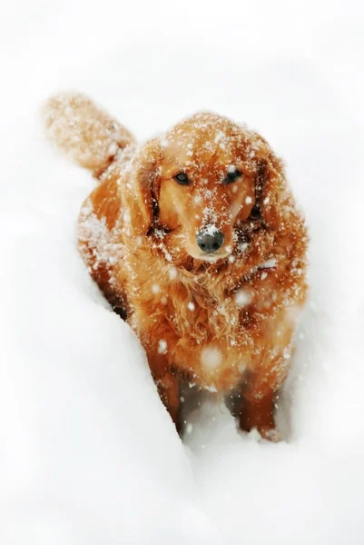 Perro en la nieve — Foto de Stock