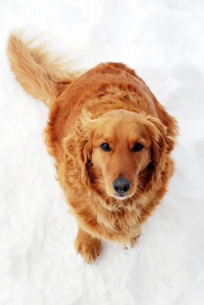 Dog sitting at snow — Stock Photo, Image