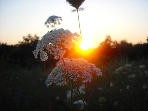 Sunset on meadow — Stock Photo, Image