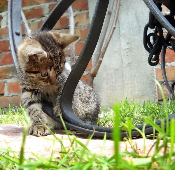 Açık oynayan yavru kedi — Stok fotoğraf