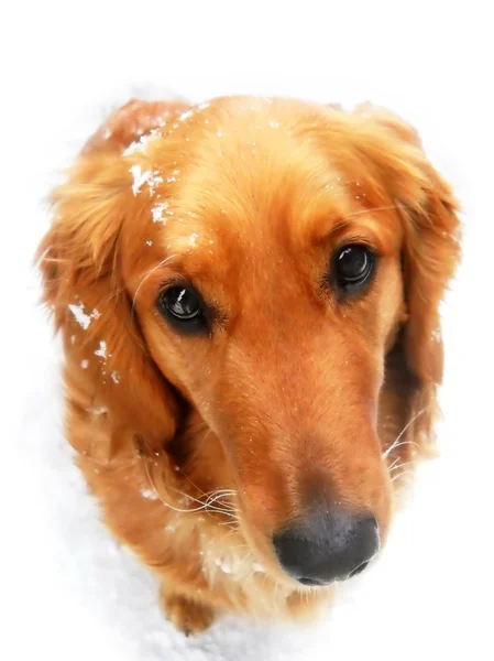 Hund porträtt på snö — Stockfoto