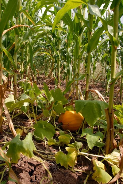 Uprawa dyni w kukurydzy — Zdjęcie stockowe
