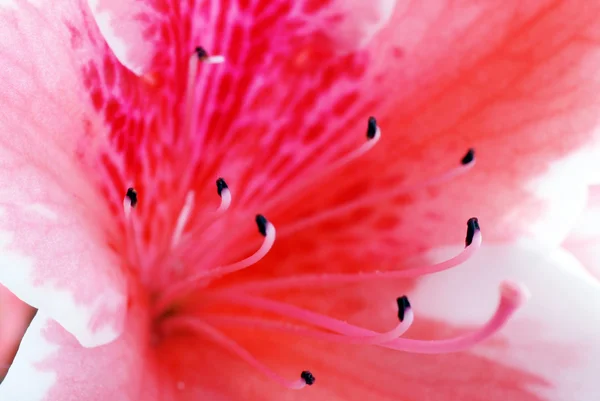 Flor de azálea rosa — Fotografia de Stock