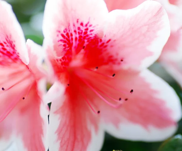 Rosa flor de azalea — Foto de Stock