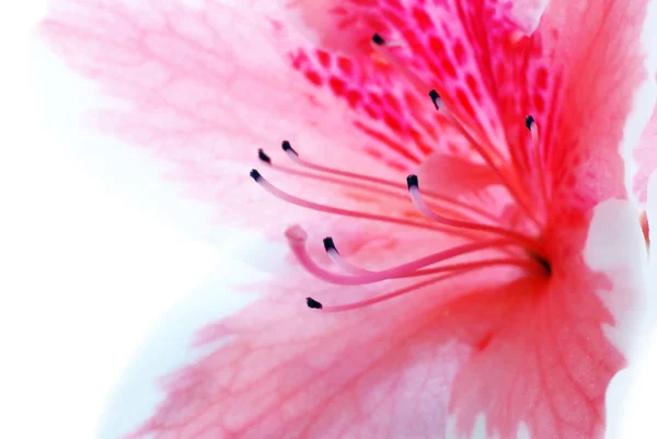 Azalka růžový květ — Stock fotografie