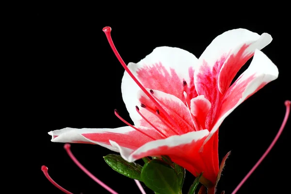 Azalka růžový květ — Stock fotografie