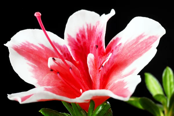 Rosa azalea blomma — Stockfoto