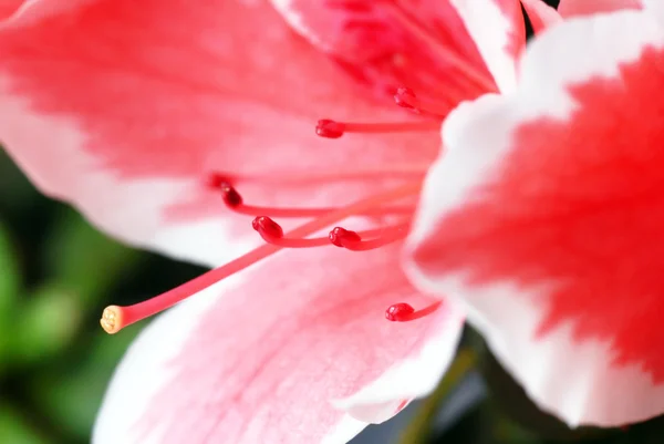Rózsaszín azalea virág — Stock Fotó