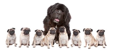 Big Dog Small Dog clipart