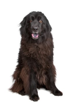 Newfoundland köpeği