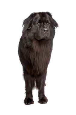 Newfoundland köpeği