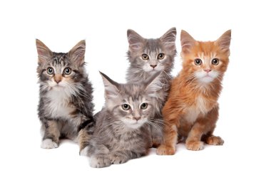 Maine Coon kittens clipart