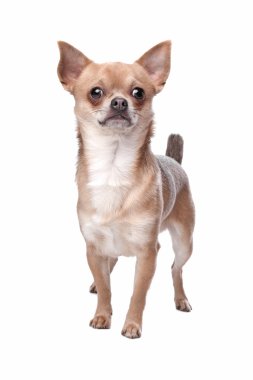 kısa saçlı chihuahua