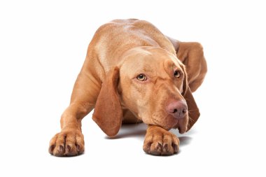 Hungarian Vizsla clipart