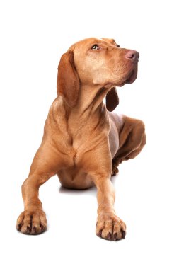 macarca vizsla